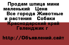 Продам шпица мини маленький › Цена ­ 15 000 - Все города Животные и растения » Собаки   . Краснодарский край,Геленджик г.